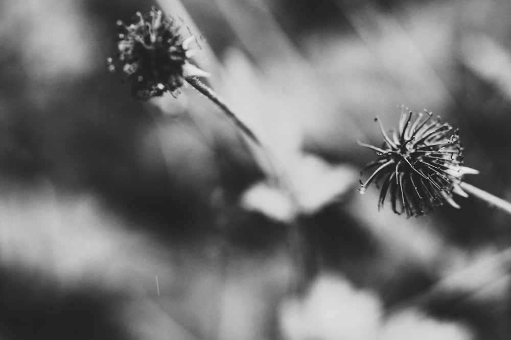 Foto in scala di grigi di un fiore in fiore