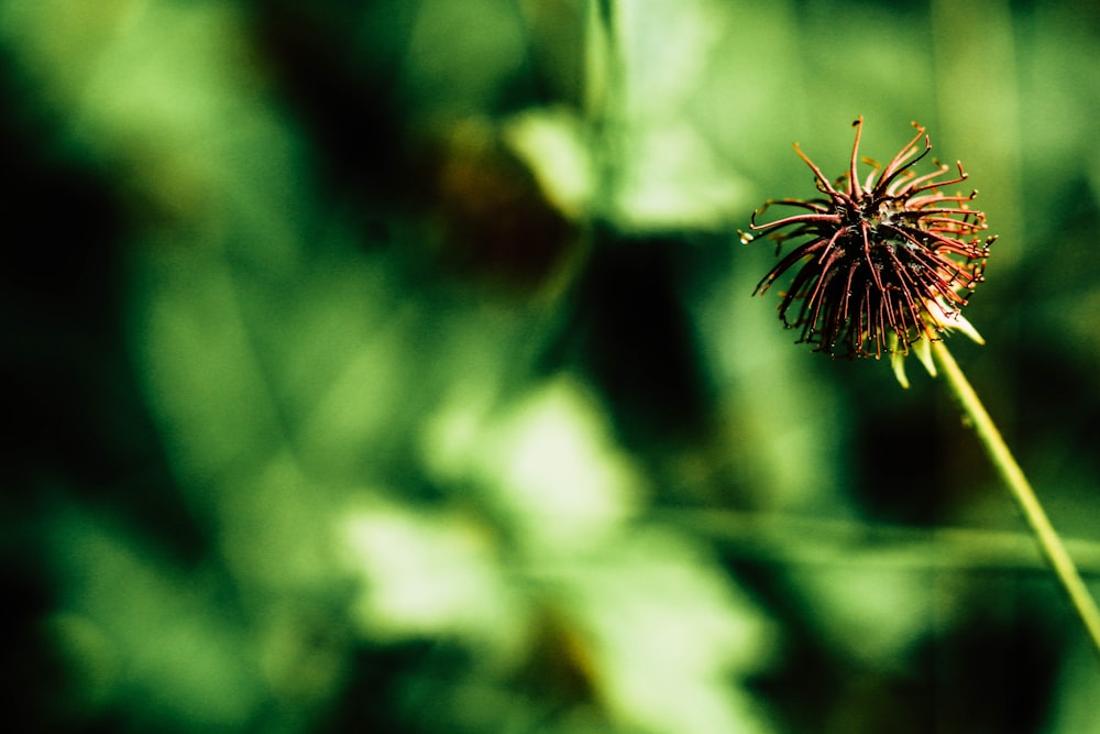 Pianta verde nella lente decentrabile