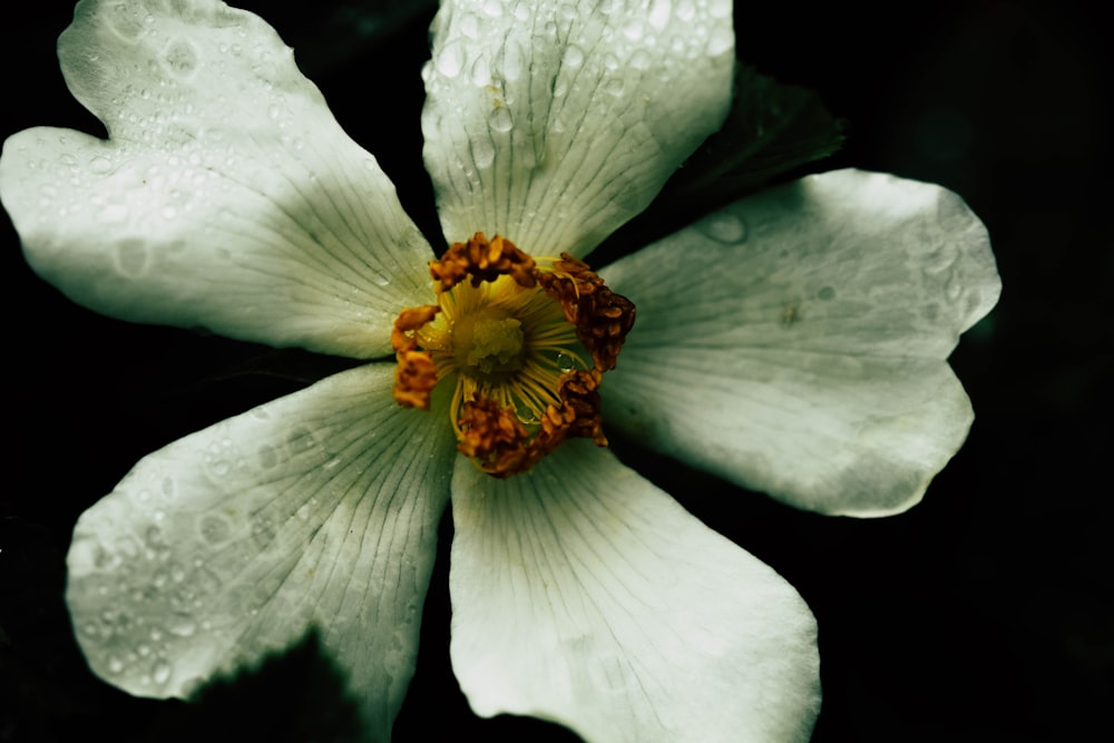 Weiße und gelbe Blume in der Makrofotografie