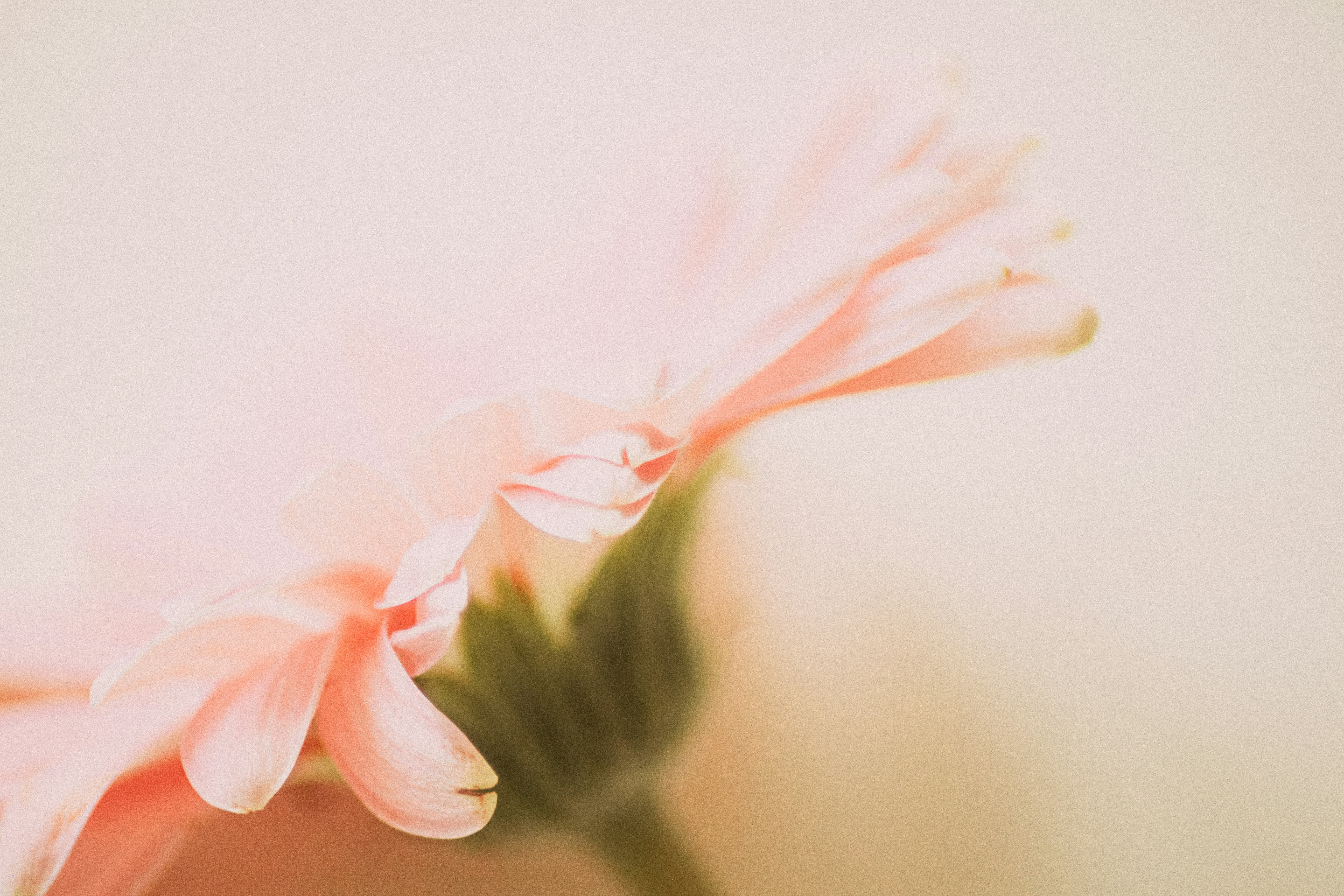 Photo by pixeldebris