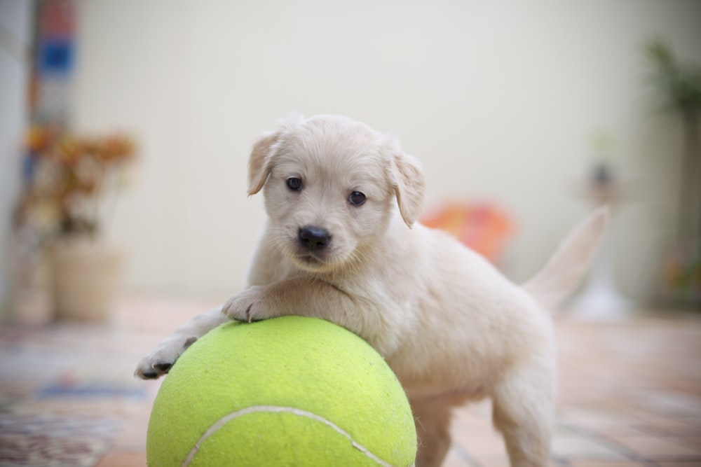 yellow labrador retriever puppy with tennis ball on mouth