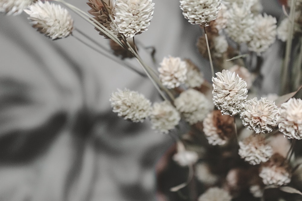 white flowers in tilt shift lens