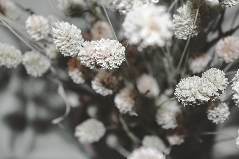 white flowers in tilt shift lens