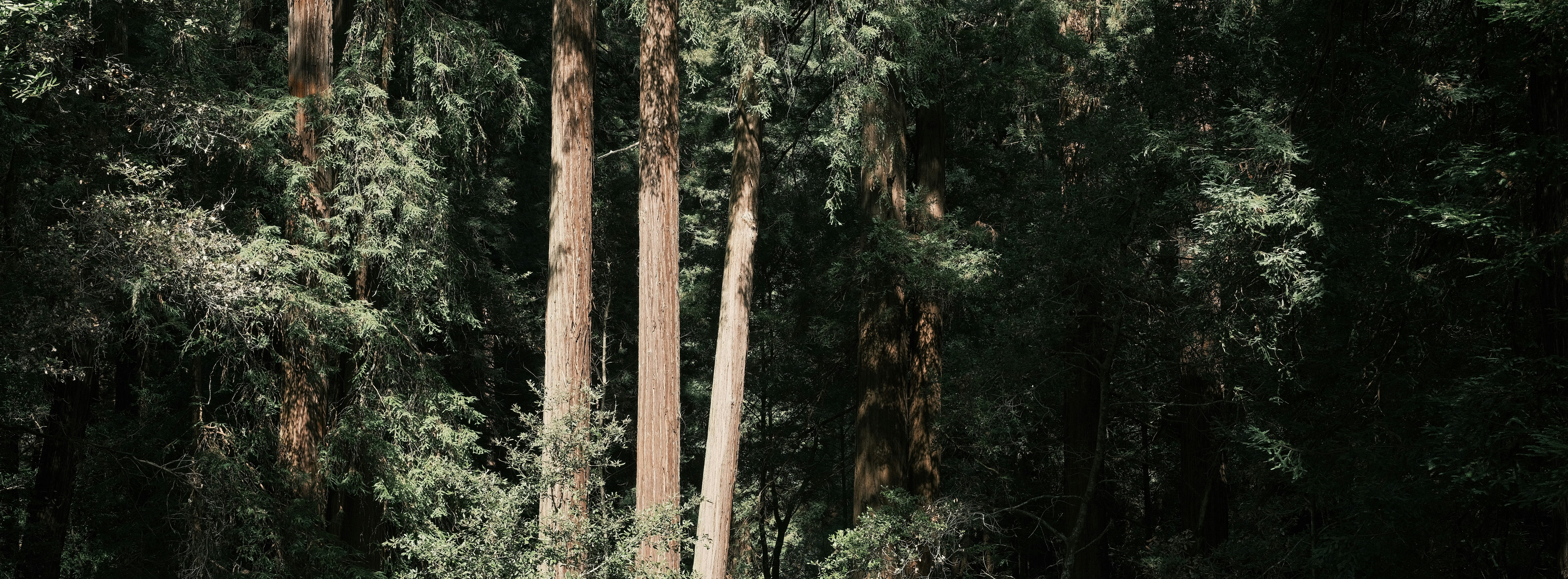 brown wooden post surrounded by green trees during daytime