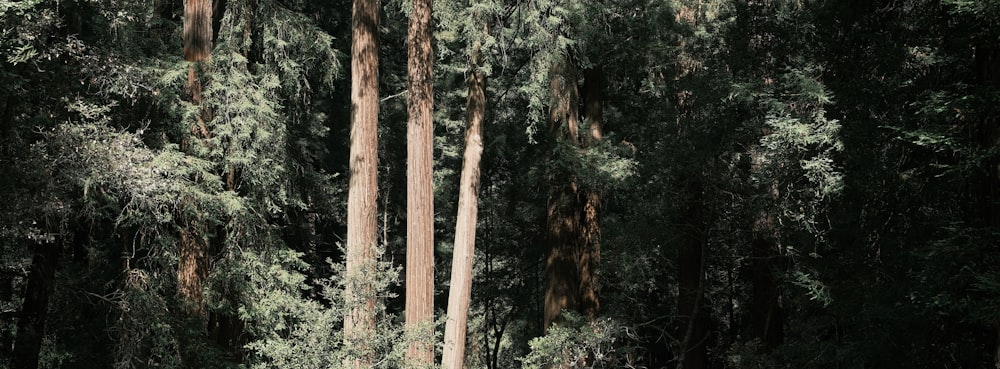 brown wooden post surrounded by green trees during daytime