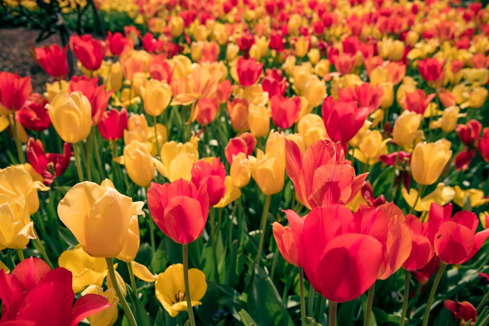 red and yellow tulips field during daytime