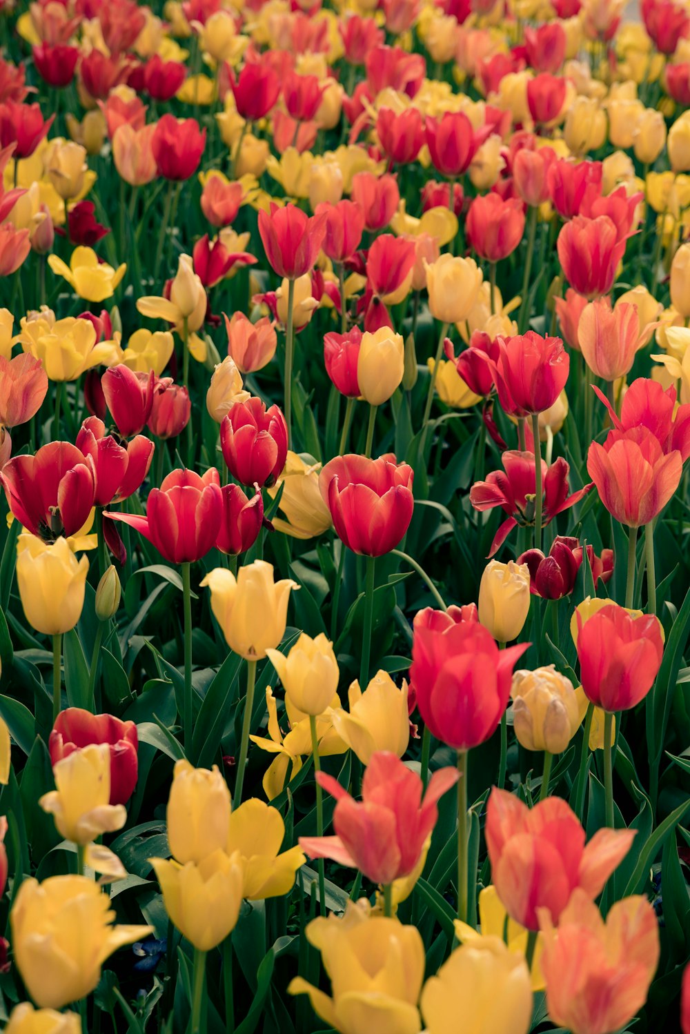red and yellow tulips field
