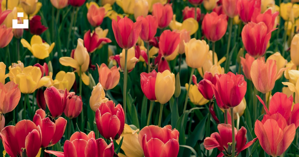 Champ de tulipes rouges et jaunes photo – Image gratuite de Chemin ...