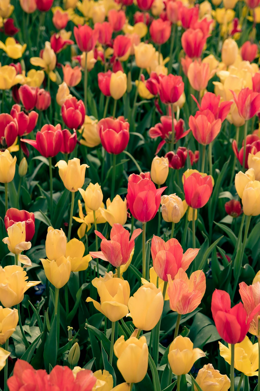 Champ de tulipes jaunes et rouges