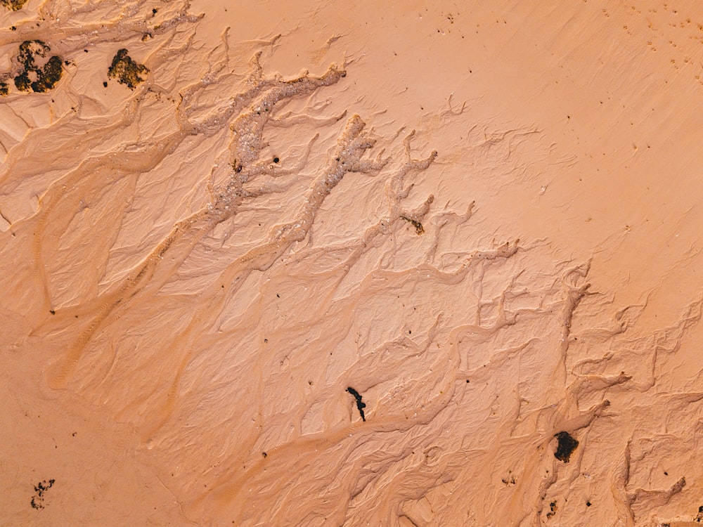 brown sand with black and white bird