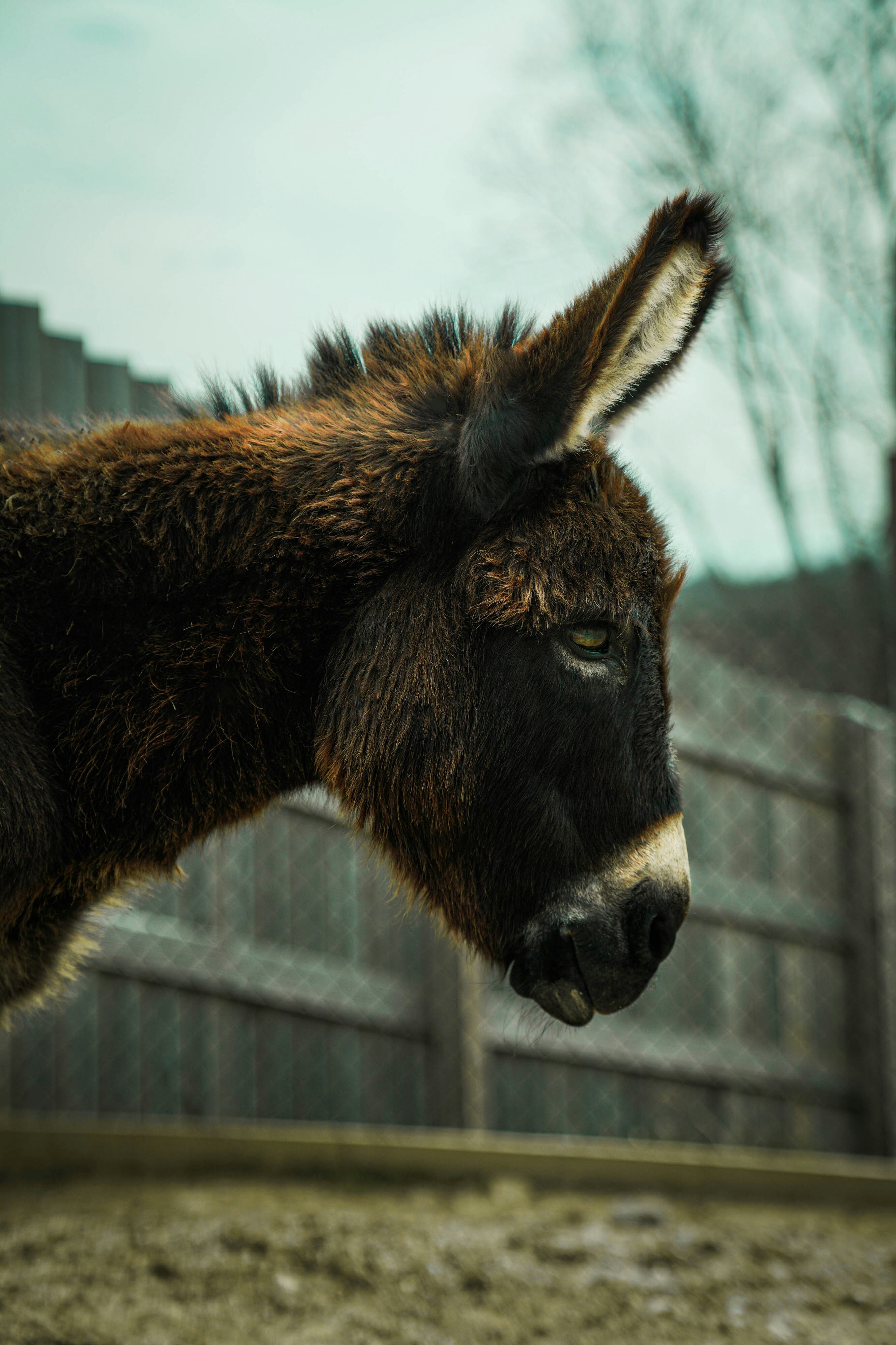 檻の中の茶色と白のロバの写真 Unsplashの無料哺乳類写真