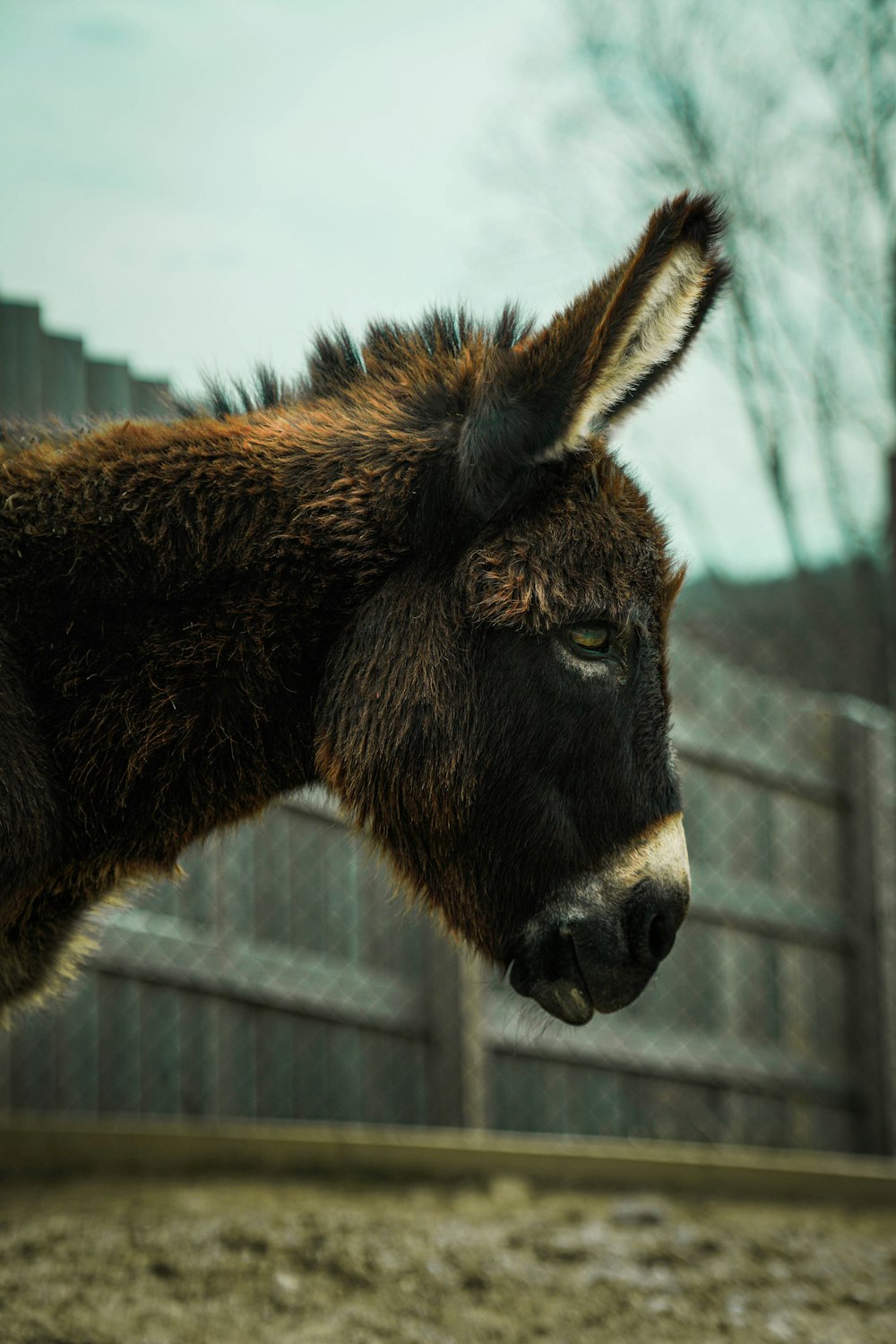 brown and white donkey in cage