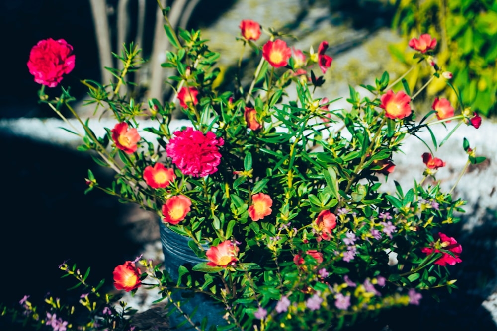 red flowers in blue ceramic vase