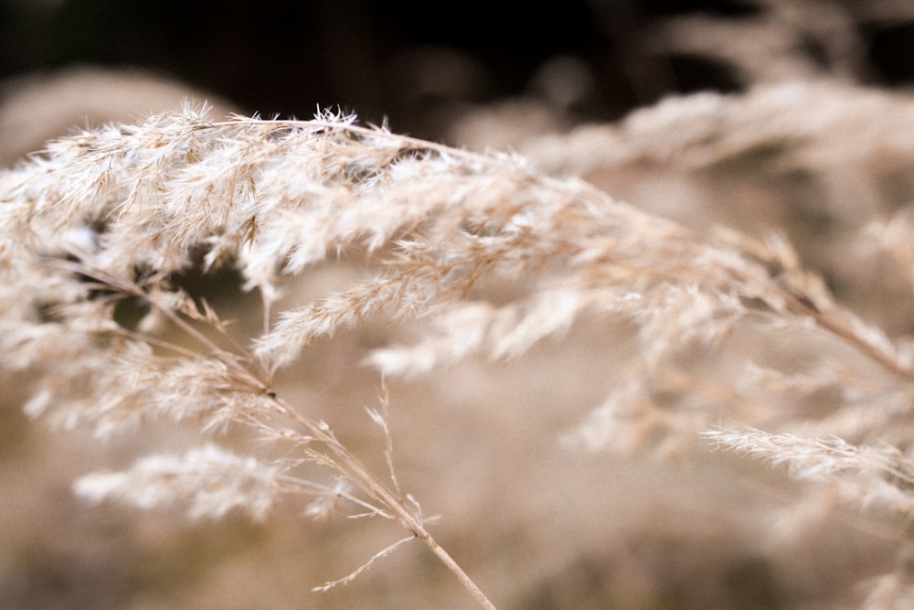 white wheat in close up photography