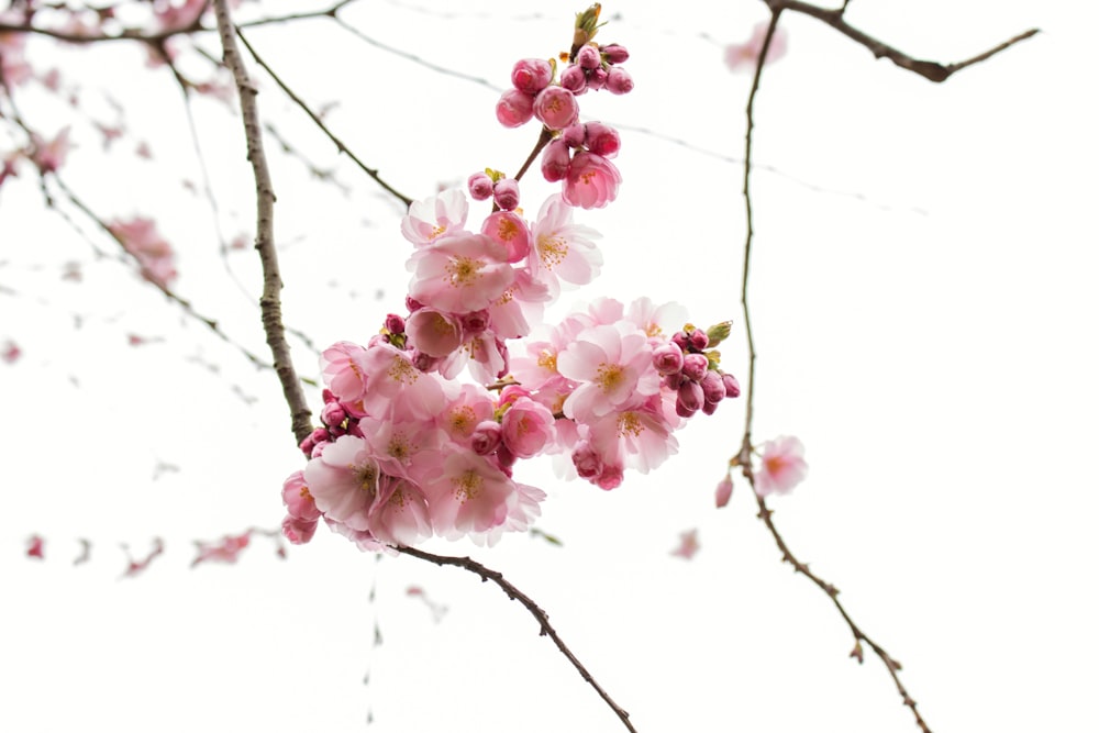 pink and white flowers on brown tree branch