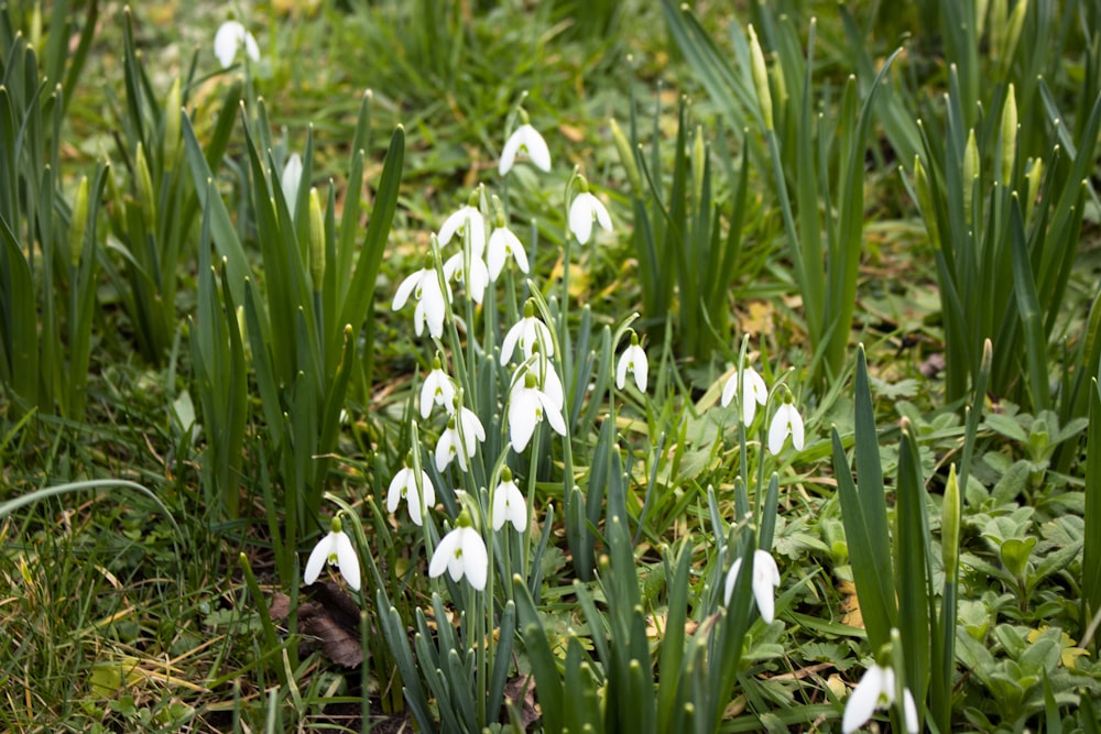 weiße Blüten mit grünen Blättern