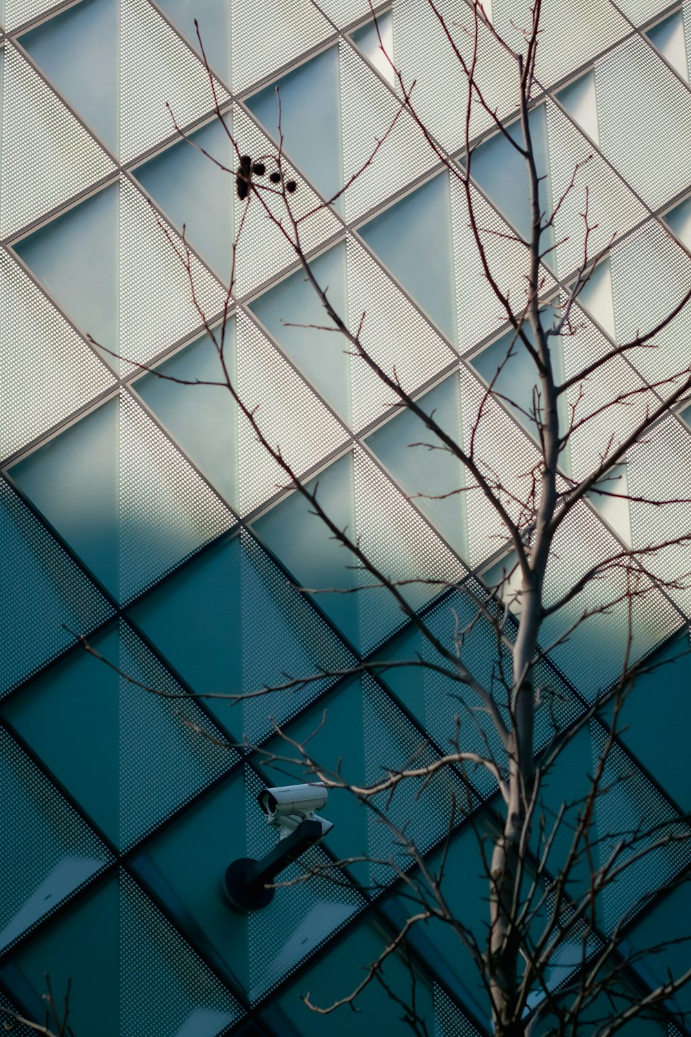 bare tree near white building