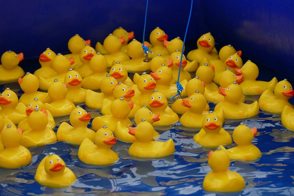 yellow rubber duck on water