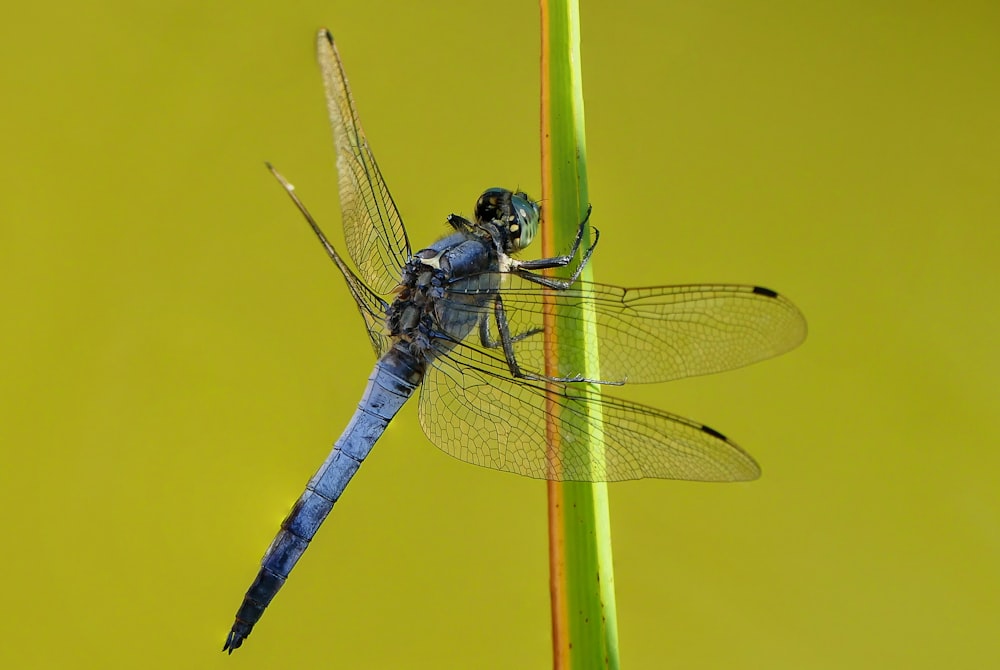 black and yellow dragonfly perched on green leaf in close up photography during daytime
