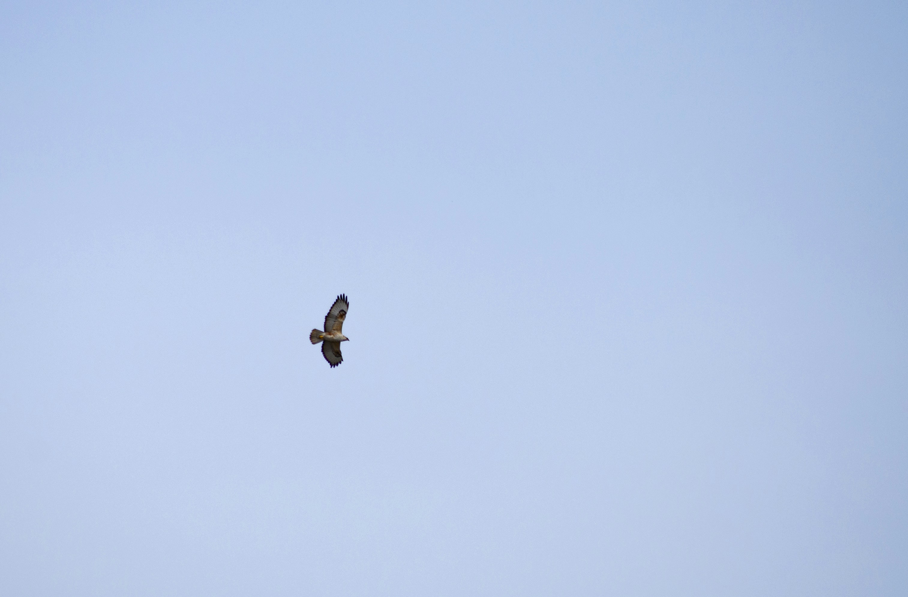 Photo by farshadghorbani