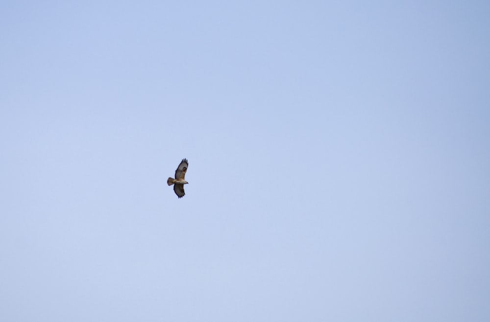 black bird flying under blue sky during daytime