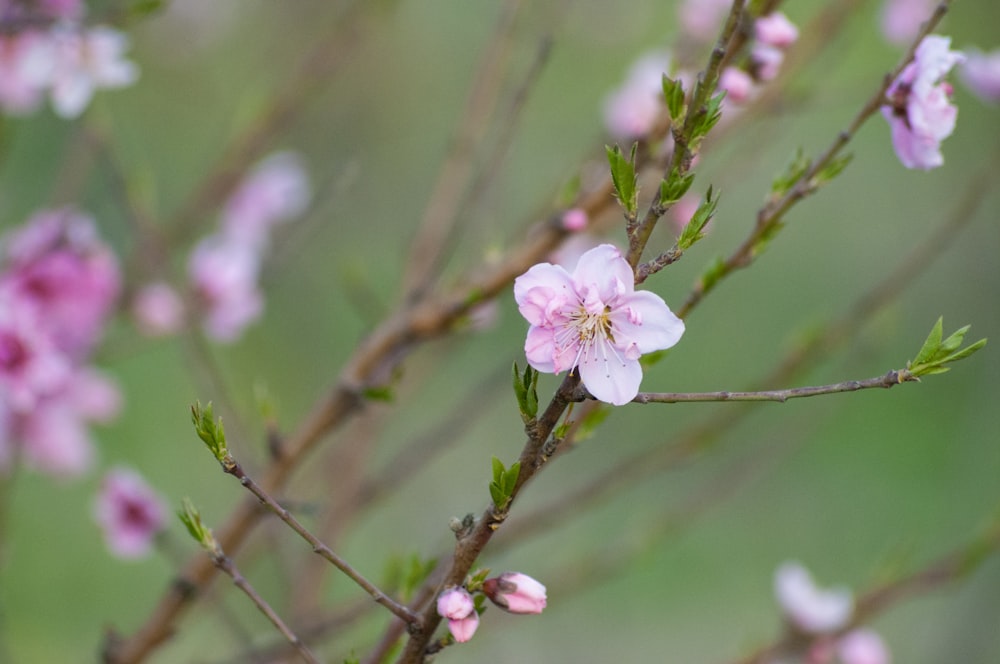 flor de cerejeira rosa em flor durante o dia