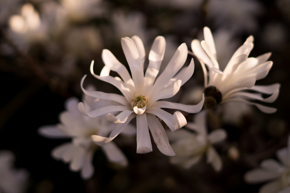 white flower in tilt shift lens