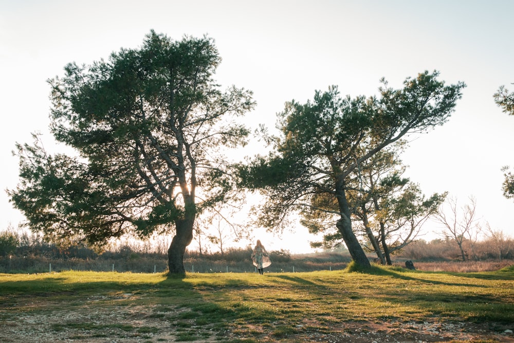 green trees on green grass field during daytime