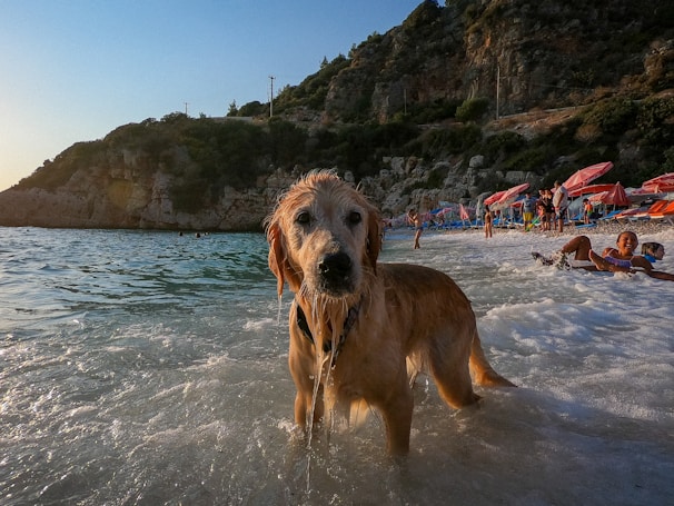 Cheerful family washing their muddy dog using the turquoise and lime green themed mutt wash station on a sandy beach.