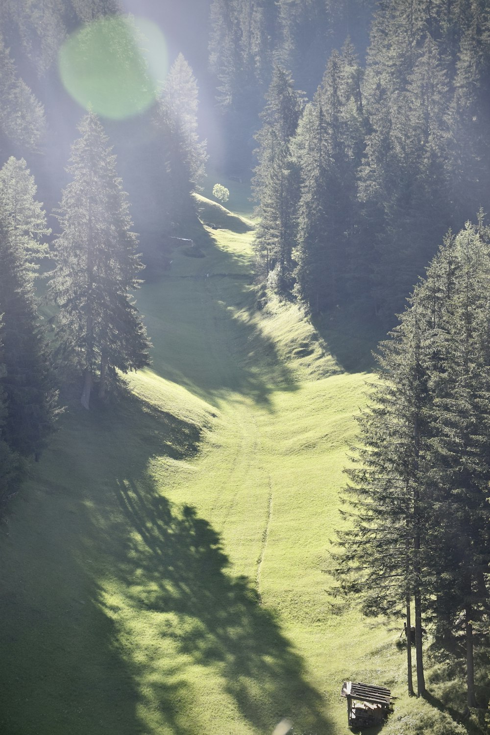 green pine trees on green grass field during daytime