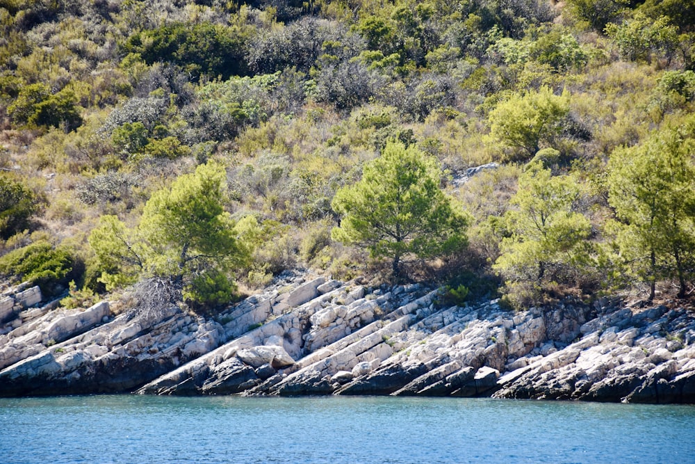 green trees near body of water during daytime