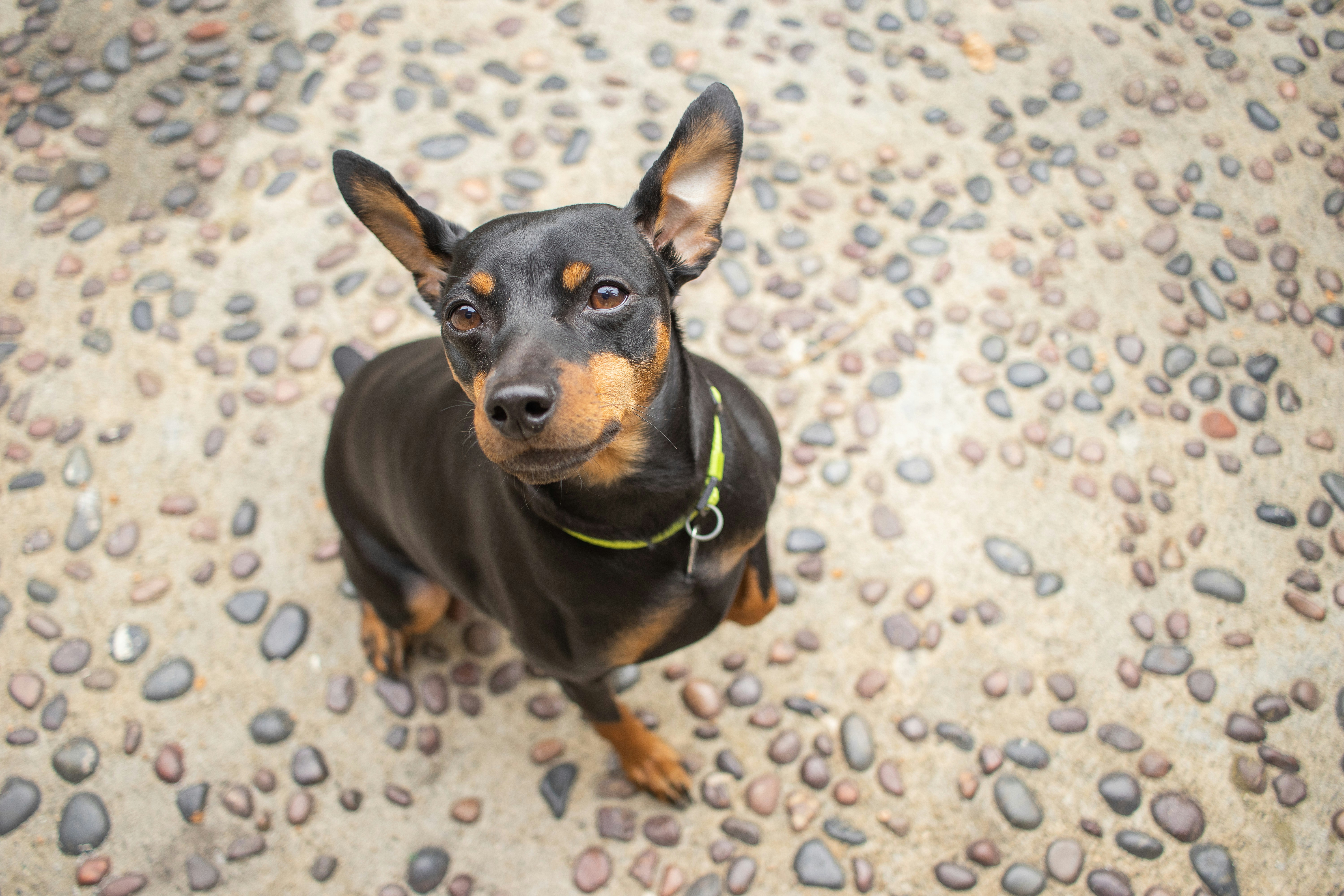 black and tan short coat small dog