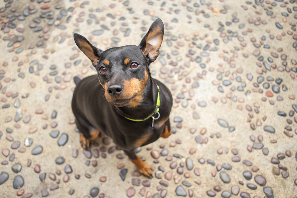 Miniature Pinscher, photo 2