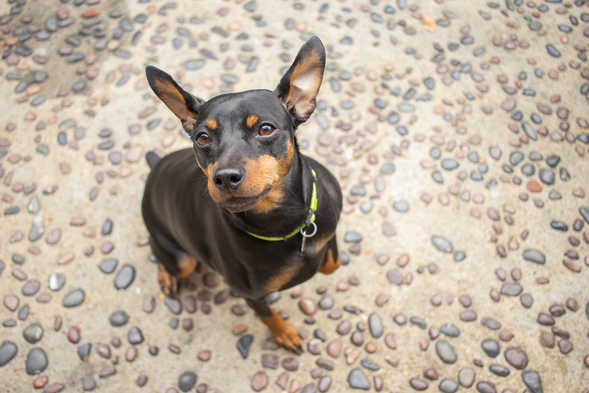 A Miniature Pinscher
