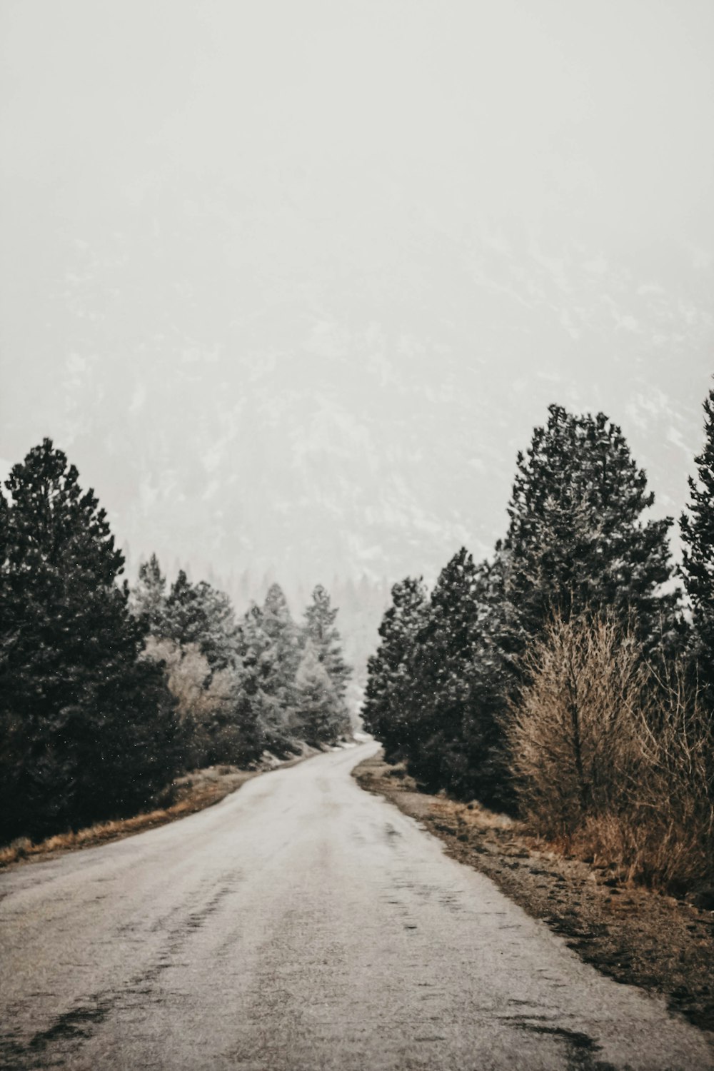 Arbres et route enneigés pendant la journée