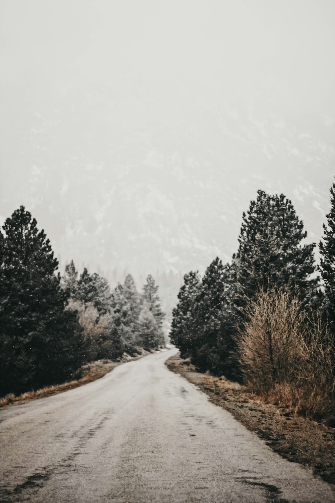 snow covered trees and road during daytime