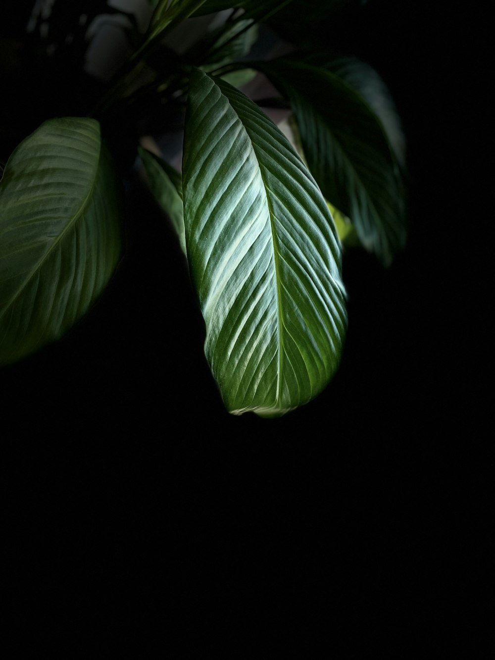 green leaves with black background