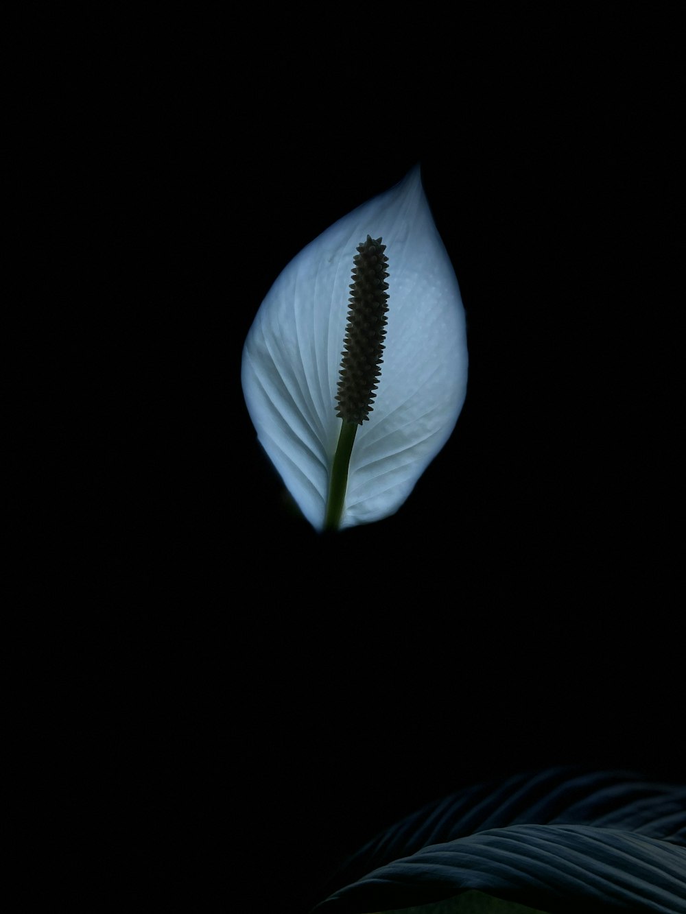 blue and white leaf with black background