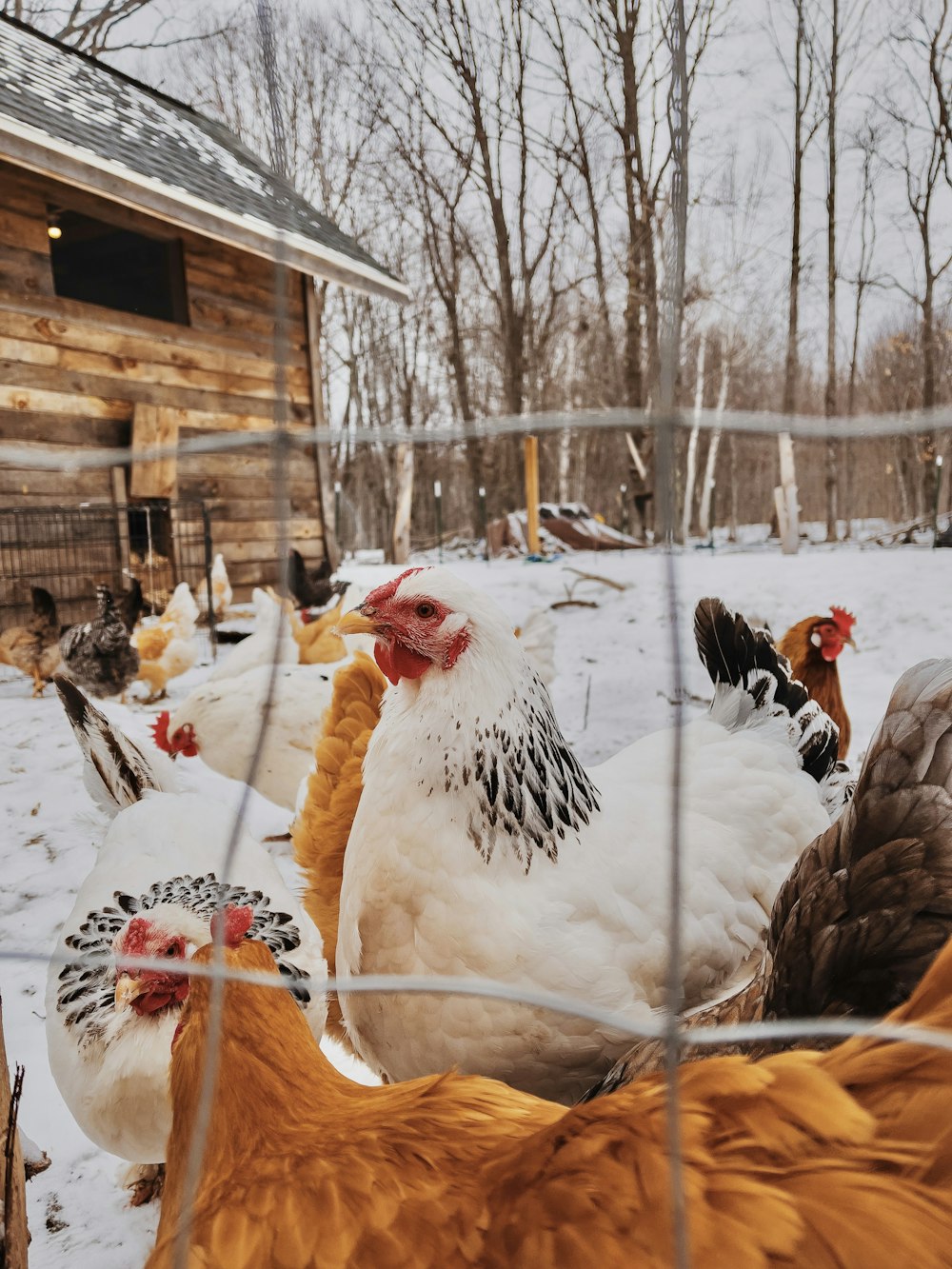 white and black rooster on snow covered ground during daytime