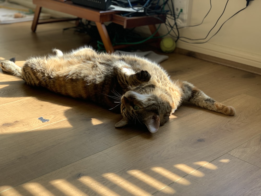 brown tabby cat lying on brown wooden table