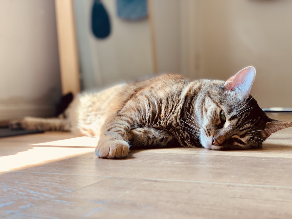 床に横たわる茶色のぶち猫