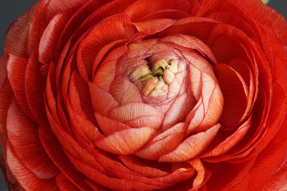 red and green flower petals