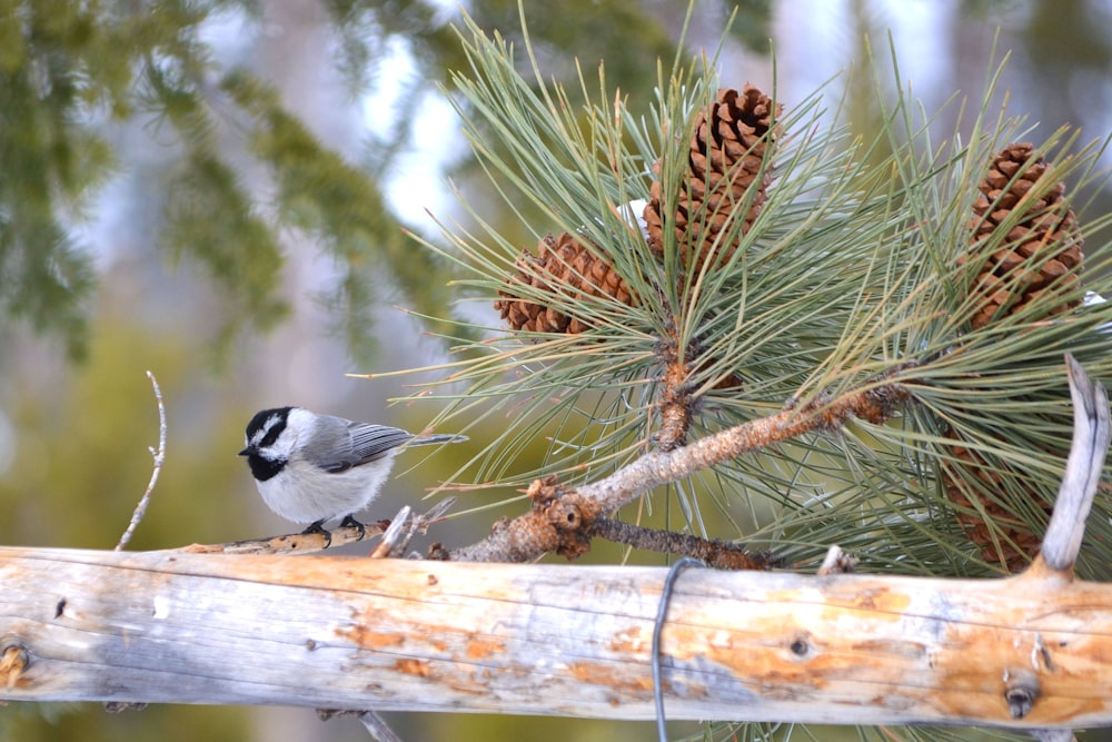 blue and white bird on brown tree branch