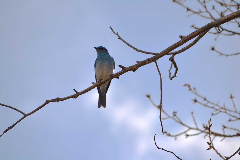 blue and black bird on brown tree branch during daytime