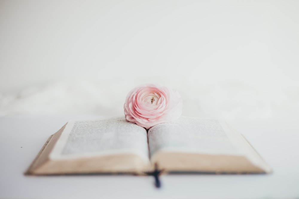 pink rose on book page