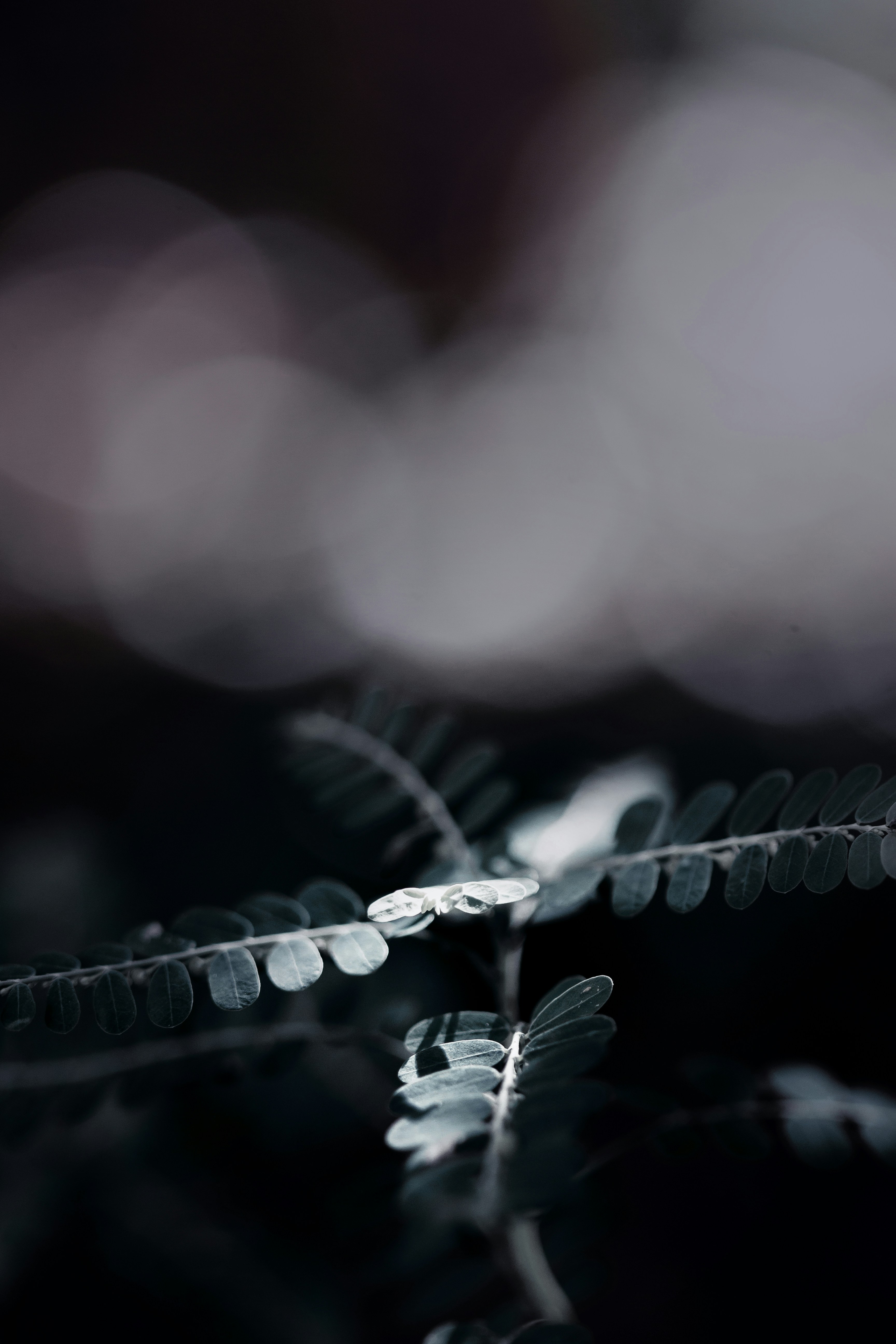 Photo by fredperpetuo