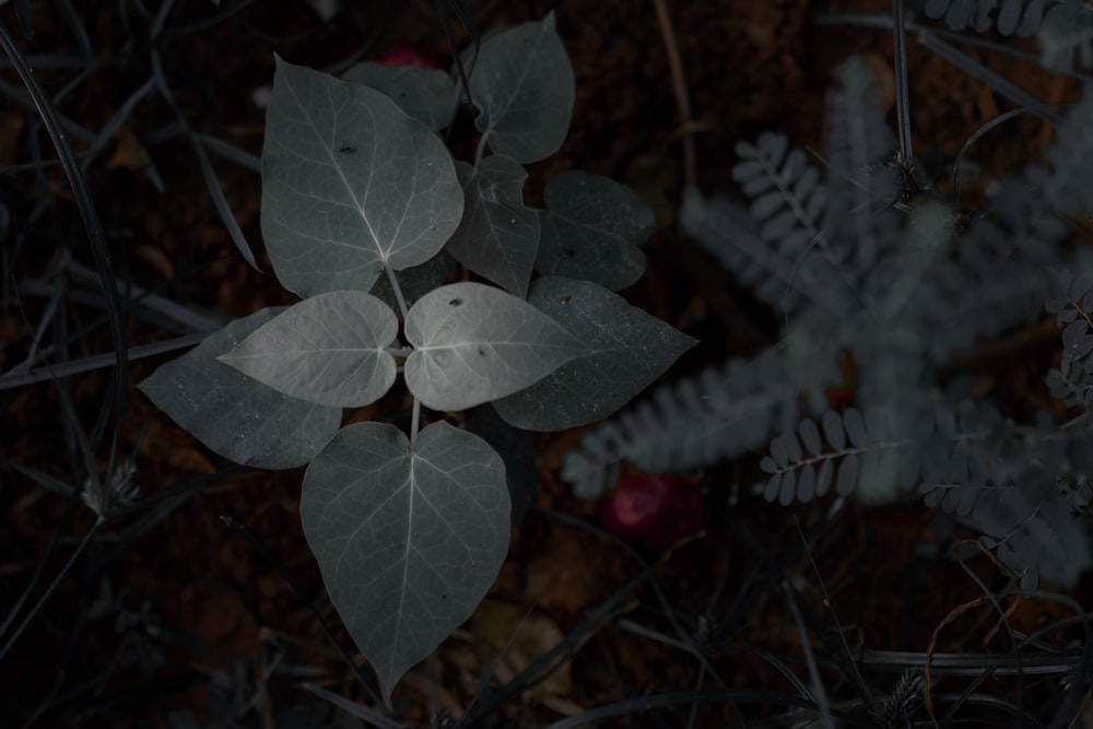 green leaf plant on brown soil