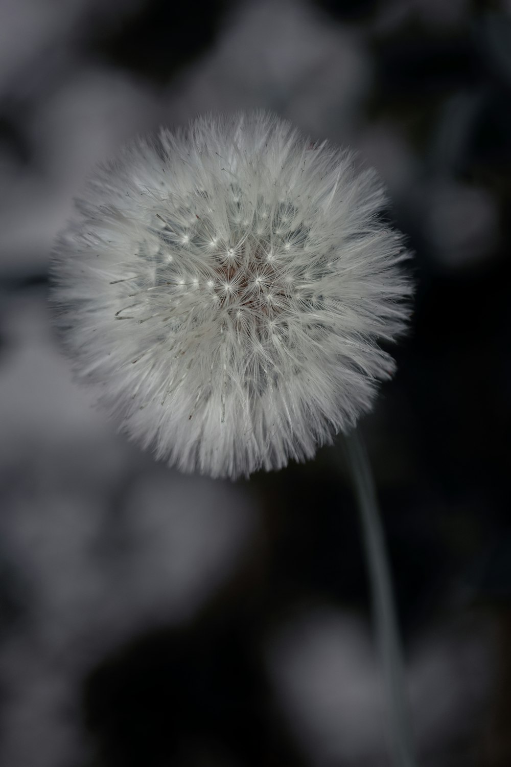 white dandelion in close up photography