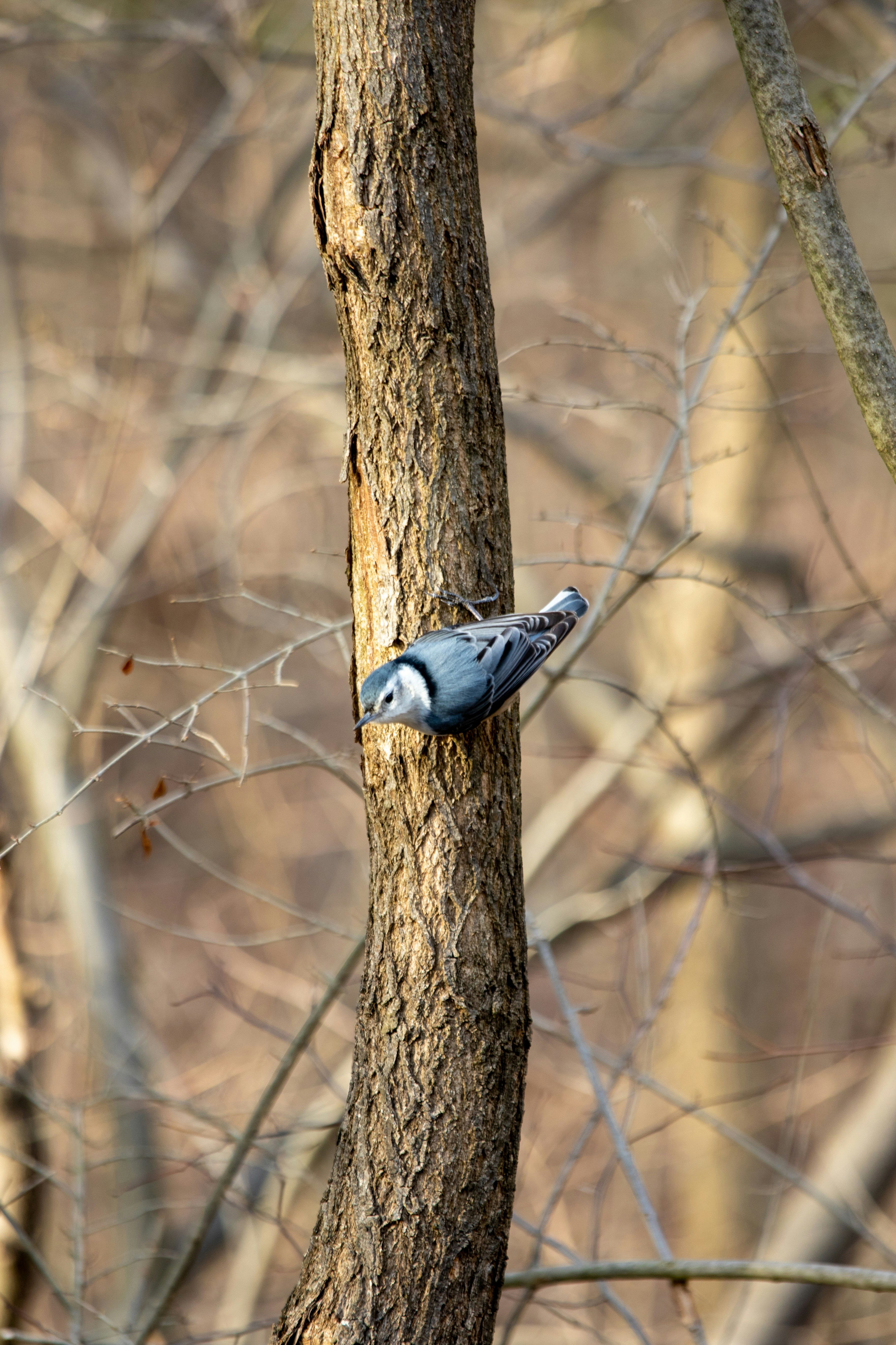 blue and white bird on brown tree branch during daytime