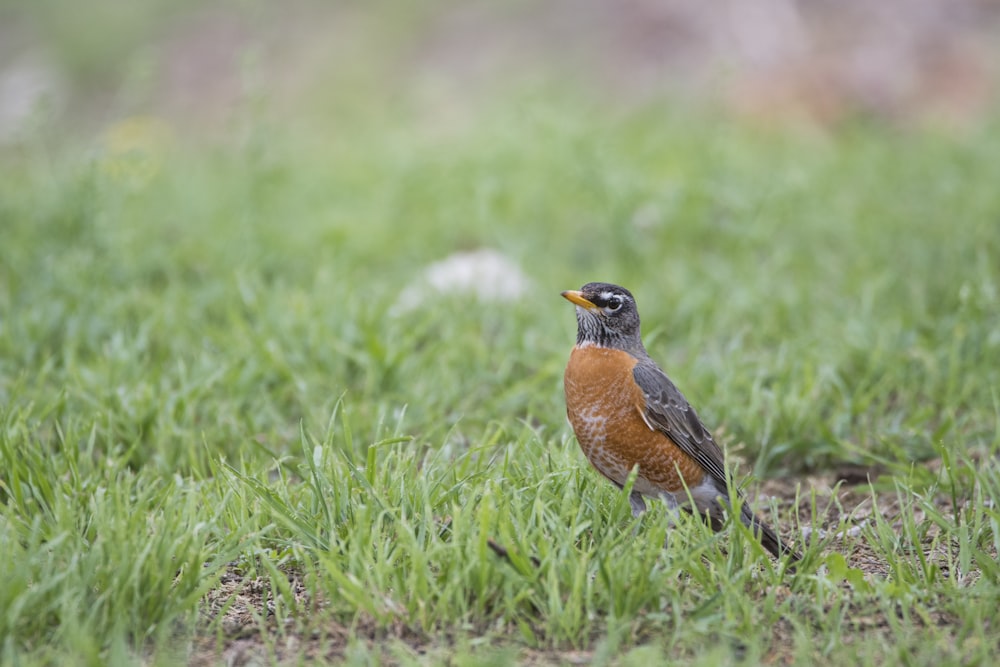 brown and black bird on green grass during daytime